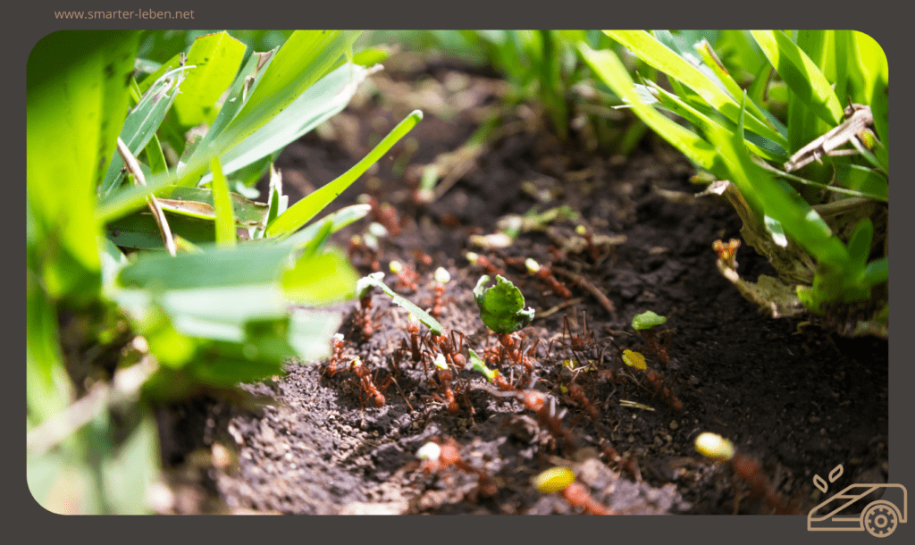 Ameisen im Garten - Eine Gefahr für den Rasen - Wie Schädlich sind sie