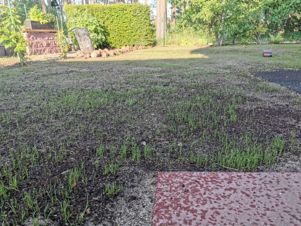 Die ersten Gräser sprießen aus dem Boden - Rasen neue anlegen einfach gemacht