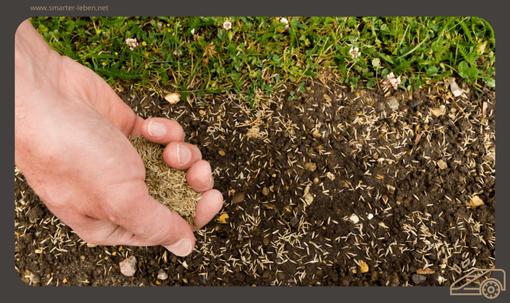 Rasensamen säen - Rasen richtig anlegen - die besten Tipps und Tricks
