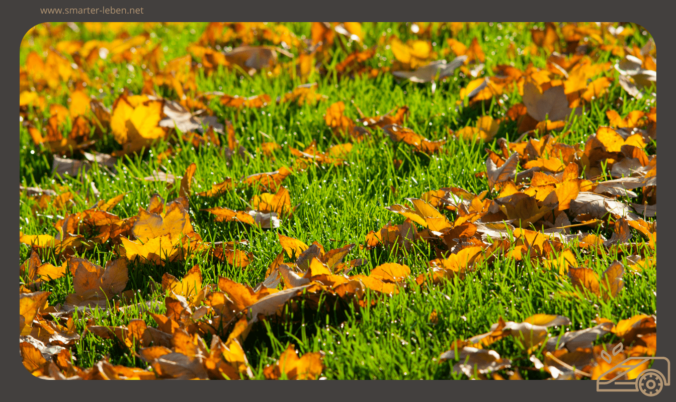 Frühjahrs-Rasenpflege: 5 Dinge, die du jetzt tun solltest, um deinen