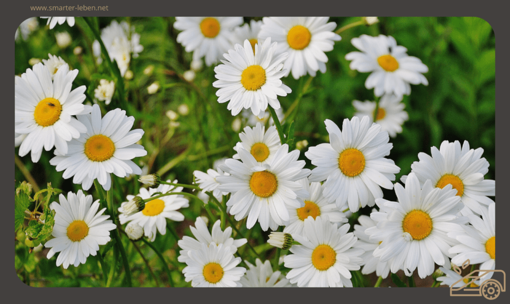 Unkraut im Rasen bekämpfen - Gänseblümchen